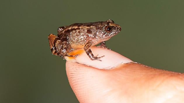 A 13.6mm Vijayan’s Night Frog in Agasthyamala, Kerala. Scientists have discovered four new species of miniature night frogs small enough to sit on a fingernail.(AFP Photo/SD Biju) A 13.6mm Vijayan’s Night Frog in Agasthyamala, Kerala. Scientists have discovered four new species of miniature night frogs small enough to sit on a fingernail.(AFP Photo/SD Biju)