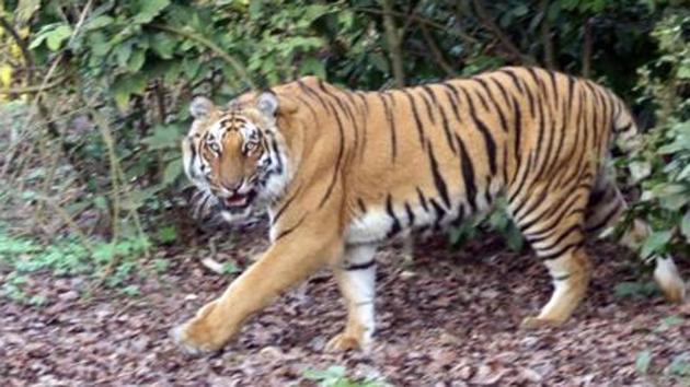 A tiger at Corbett Tiger Reserve in Ramnagar. (File Photo) A tiger at Corbett Tiger Reserve in Ramnagar. (File Photo)