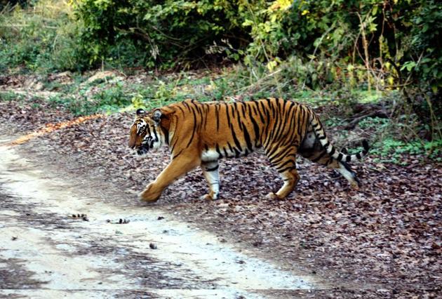 A tiger crosses a road inside Corbett .(HT Photo)