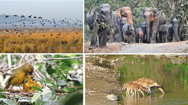 The wonderful wildlife at Corbett National Park (Daleep Shumshere S Akoi) The wonderful wildlife at Corbett National Park (Daleep Shumshere S Akoi)