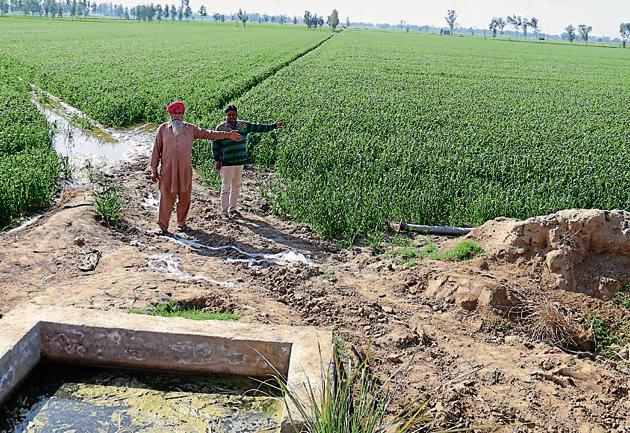 Farmer Karamjit Singh (left) shows his first wheat crop after eight years at Rahurianwali village; and (below) a rejuvenated pond at Kundal village, in Fazilka district, being shown by executive engineer, irrigation, Manoj Bansal.(Sanjeev Kumar/Hindustan Times) Farmer Karamjit Singh (left) shows his first wheat crop after eight years at Rahurianwali village; and (below) a rejuvenated pond at Kundal village, in Fazilka district, being shown by executive engineer, irrigation, Manoj Bansal.(Sanjeev Kumar/Hindustan Times)
