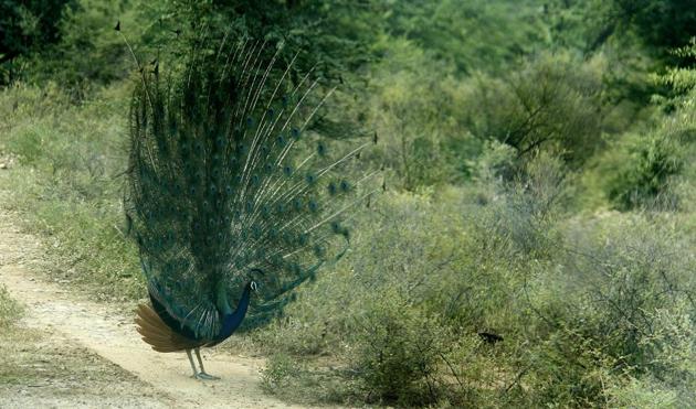 Amit Chaudhery, an environmentalist, said the peacocks are being victims of unplanned urbanisation. (HT FILE) Amit Chaudhery, an environmentalist, said the peacocks are being victims of unplanned urbanisation. (HT FILE)