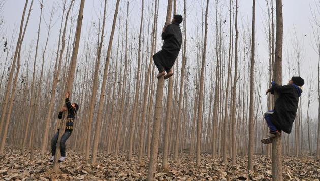 Kashmiri children climb willow trees, of which cricket bats are made. (WASEEM ANDRABI / HT PHOTO)