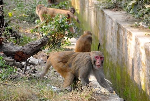 In January last year, the forest department had carried out special drives to stop people from feeding monkeys at temples and other religious places. (HT Photo) In January last year, the forest department had carried out special drives to stop people from feeding monkeys at temples and other religious places. (HT Photo)
