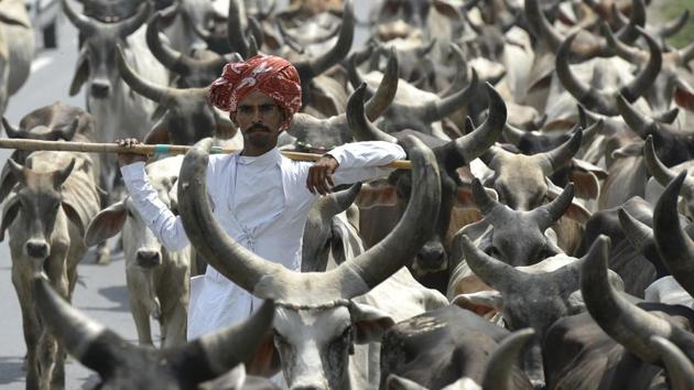 A man seen with his cattle at NH-1 in Haryana, on June 6, 2016.(Ravi Choudhary / HT File) A man seen with his cattle at NH-1 in Haryana, on June 6, 2016.(Ravi Choudhary / HT File)