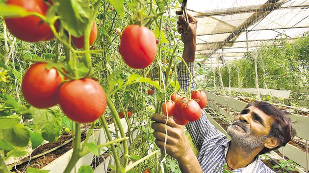 Non-fruit bearing vegetables takes less than 15 days to grow, while fruit bearing ones take about a month(Sanjeev Verma/HT Photo) Non-fruit bearing vegetables takes less than 15 days to grow, while fruit bearing ones take about a month(Sanjeev Verma/HT Photo)