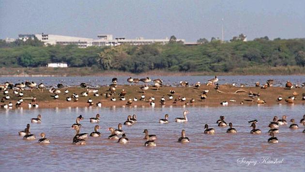 This iconic photograph from January 2000 captures the silted isles of Sukhna lake and an abundance of Greylag geese. (PHOTO: SANJAY KAUSHAL) This iconic photograph from January 2000 captures the silted isles of Sukhna lake and an abundance of Greylag geese. (PHOTO: SANJAY KAUSHAL)