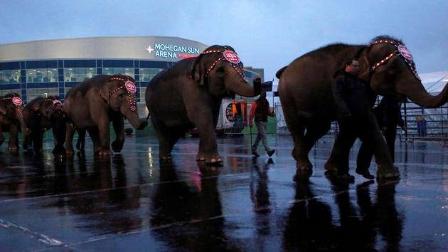The Central Zoo Authority has “fully backed” a proposal to ban the use of elephants in circuses, a fading remnant of pre-liberalisation India.(Reuters Representative Photo) The Central Zoo Authority has “fully backed” a proposal to ban the use of elephants in circuses, a fading remnant of pre-liberalisation India.(Reuters Representative Photo)