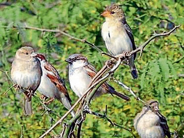 Birdwatching @ Amity University Haryana (Kushagra Rajendra) Birdwatching @ Amity University Haryana (Kushagra Rajendra)