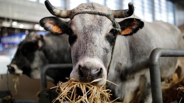 A cow is pictured inside a barn ahead of the International Agricultural Show in Paris. (Benoit Tessier / REUTERS)