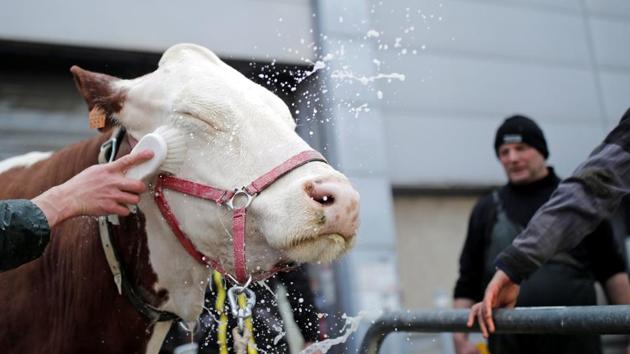 A French farmer prepares his cow for the International Agricultural Show in Paris, France. (Benoit Tessier / REUTERS)
