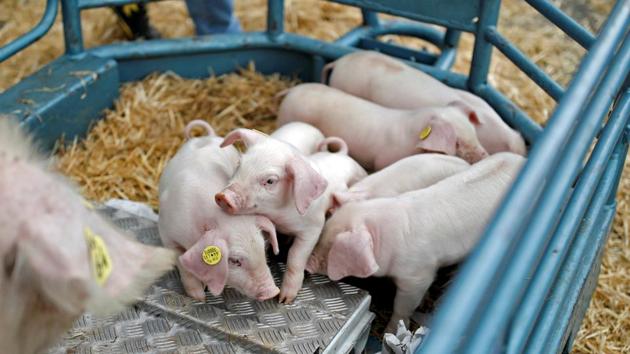 The event is one of the world’s largest and most important agricultural shows, drawing larger crowds than any other in Paris except the Foire de Paris. (Benoit Tessier/ REUTERS)