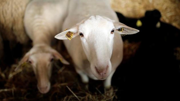 The Paris International Agricultural Show is the main public event for the agricultural industry, bringing together breeders, local farmers, professional organisations and research institutes. (Benoit Tessier / REUTERS)