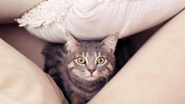 The study found that high levels of brominated flame retardants – added to textiles, furniture and electronics – measured in cats are from the dust in our home.(Shutterstock)