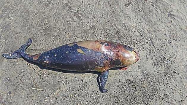 The carcass of a four-foot finless porpoise washed ashore at Bhuigaon beach, Vasai, marking the third mammal death in 2017 (HT file photo) The carcass of a four-foot finless porpoise washed ashore at Bhuigaon beach, Vasai, marking the third mammal death in 2017 (HT file photo)