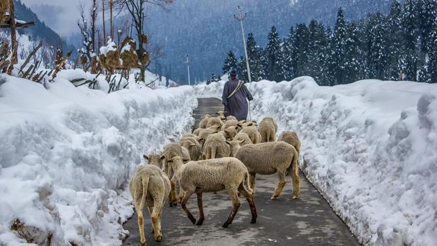 A shepherd herding his flock in Aru Valley, near Pahalgam. (Prasun Mitra) A shepherd herding his flock in Aru Valley, near Pahalgam. (Prasun Mitra)