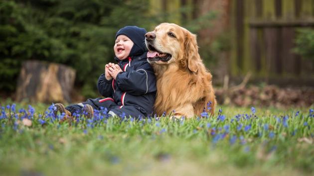The researchers looked at how two-year-olds, dogs and chimpanzees performed on comparable tests designed to measure various types of cognition. (Shutterstock) The researchers looked at how two-year-olds, dogs and chimpanzees performed on comparable tests designed to measure various types of cognition. (Shutterstock)