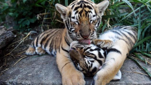 Three tiger cubs were spotted by a visitor in Ranthambore National Park in Rajasthan.(AFP Photo/ Representative image) Three tiger cubs were spotted by a visitor in Ranthambore National Park in Rajasthan.(AFP Photo/ Representative image)