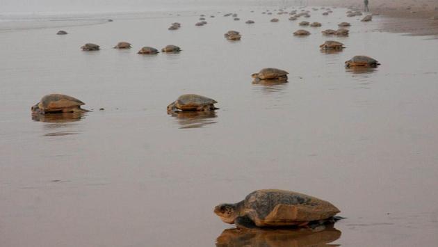A mass of turtles prepare to return to the sea after nesting. (HT PHOTO)