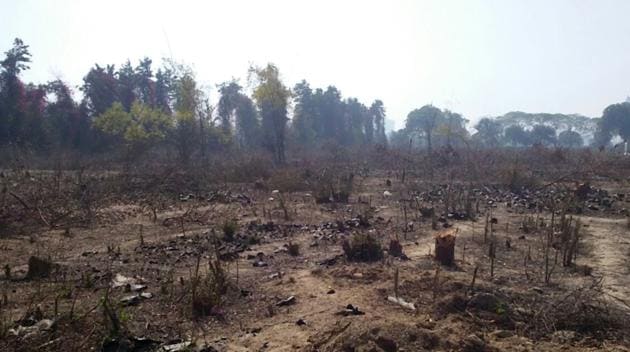 The trees were axed from an 11-acre plot in Sector 111, Gurgaon, on February 18. (HT Photo) The trees were axed from an 11-acre plot in Sector 111, Gurgaon, on February 18. (HT Photo)