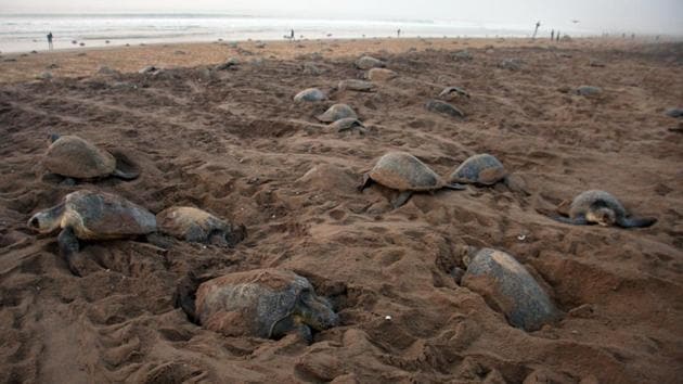 The coast of Odisha in India is the largest mass nesting site for the Olive Ridley in the world, followed by the coasts of Mexico and Costa Rica. (HT PHOTO)