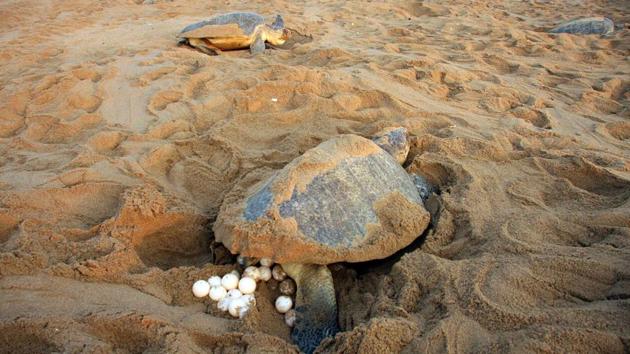 On an average, around 100 to 150 eggs are laid by each female turtle in the nests. The Olive Ridley is classified as Vulnerable according to the International Union for Conservation of Nature and Natural Resources (IUCN). (HT PHOTO)