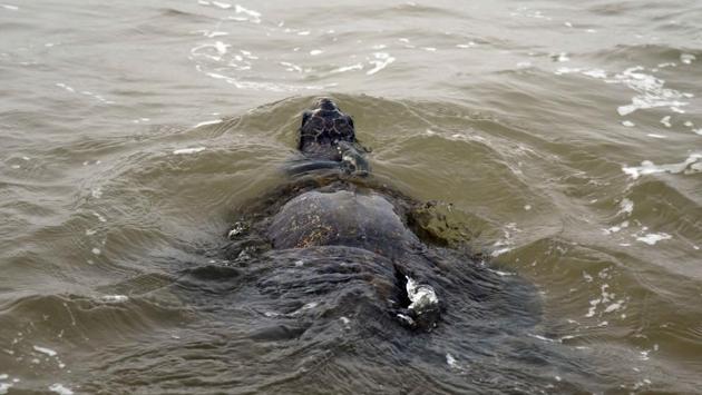 The turtles return to sea beginning another cycle of life. (Arabinda Mohapatra)