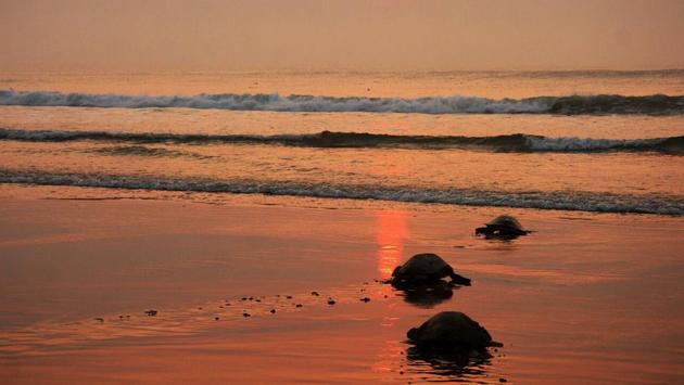 The mother turtles however do not wait to see the baby turtles emerging as hatchlings and continue back into the sea. (HT PHOTO)