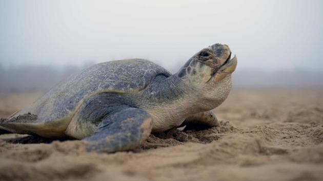 A female Olive Ridley sea turtle covers sand over her eggs during nesting at Rushikulya rookery near the fishermen’s village in Ganjam district, Odisha. They are also known as the Pacific Ridley sea turtle. (Arabinda Mohapatra)