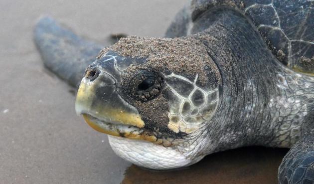 Rushikulya rookery off the coast of Odisha is home to the world famous Olive Ridley sea turtles nesting sites where a record of sorts has been created recently of mass nesting from mid- February to March second week this year. (Arabinda Mohapatra)