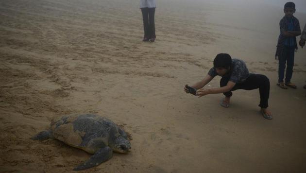 Visitors click photos of the turtles as they pull themselves to the sea. (Arabinda Mohapatra)