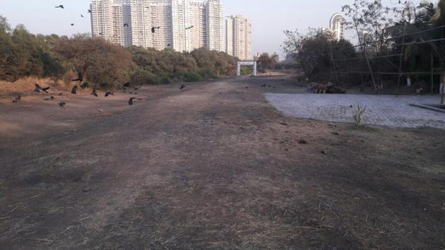 The area inside Navi Mumbai mangroves after it was cleaned. (HT PHOTO) The area inside Navi Mumbai mangroves after it was cleaned. (HT PHOTO)