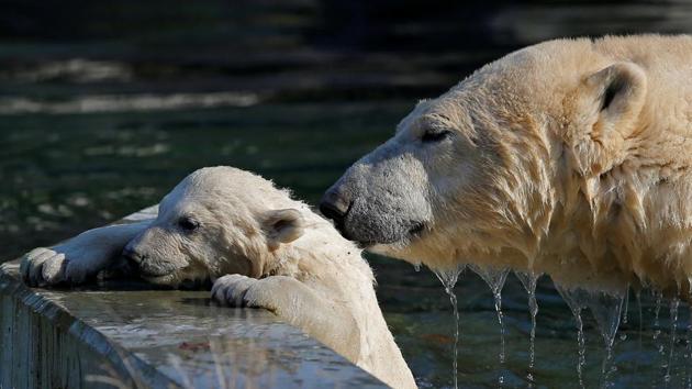 Female Polar bear cub Nanuq, plays in the water with its mother Sesi during her first presentation to the public to mark the international polar bear day. (Vincent Kessler / REUTERS) Female Polar bear cub Nanuq, plays in the water with its mother Sesi during her first presentation to the public to mark the international polar bear day. (Vincent Kessler / REUTERS)