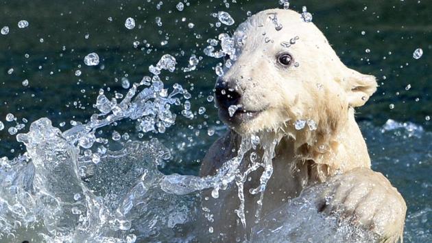 The cub’s debut was a highlight of the International Polar Bear Day initiated by Polar Bears International, an NGO that works to protect polar bears in the wild. (SEBASTIEN BOZON / AFP) The cub’s debut was a highlight of the International Polar Bear Day initiated by Polar Bears International, an NGO that works to protect polar bears in the wild. (SEBASTIEN BOZON / AFP)