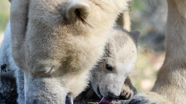 Nanuq, a polar bear cub, is pictured with her mother Sessi, at the Mulhouse zoo. (SEBASTIEN BOZON / AFP) Nanuq, a polar bear cub, is pictured with her mother Sessi, at the Mulhouse zoo. (SEBASTIEN BOZON / AFP)