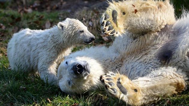 The cub, which weighed only 400 grams at birth, has now grown to 15 kilograms. (SEBASTIEN BOZON / AFP) The cub, which weighed only 400 grams at birth, has now grown to 15 kilograms. (SEBASTIEN BOZON / AFP)