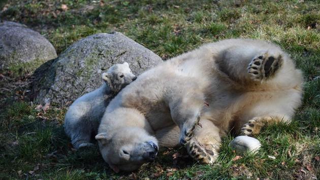 Mother Sessi, takes rest while the cub plays around at the Mulhouse zoo. (Sebastien Bozon / AFP) Mother Sessi, takes rest while the cub plays around at the Mulhouse zoo. (Sebastien Bozon / AFP)