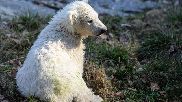 In 2016, 15 polar bear cubs were born in animal parks within Europe, of which only six survived. (SEBASTIEN BOZON / AFP) In 2016, 15 polar bear cubs were born in animal parks within Europe, of which only six survived. (SEBASTIEN BOZON / AFP)