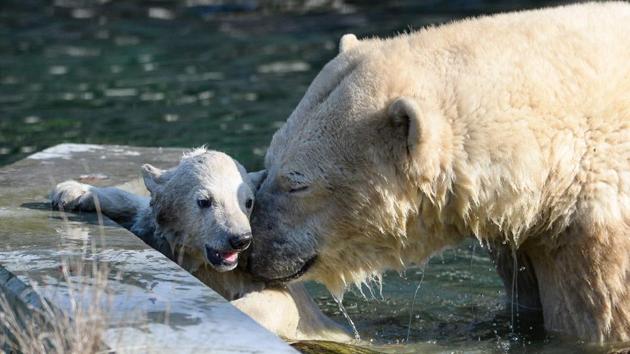 Nanuq, a polar bear cub was born on November 7, 2016. (Sebastien Bozon / AFP) Nanuq, a polar bear cub was born on November 7, 2016. (Sebastien Bozon / AFP)