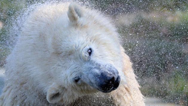 Sessi, a female polar bear cub, shakes water off her fur at the Mulhouse zoo. (SEBASTIEN BOZON / AFP) Sessi, a female polar bear cub, shakes water off her fur at the Mulhouse zoo. (SEBASTIEN BOZON / AFP)