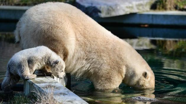 Nanuq, a polar bear cub, follows her mother Sessi, wherever she goes at the Mulhouse zoo. (SEBASTIEN BOZON / AFP) Nanuq, a polar bear cub, follows her mother Sessi, wherever she goes at the Mulhouse zoo. (SEBASTIEN BOZON / AFP)