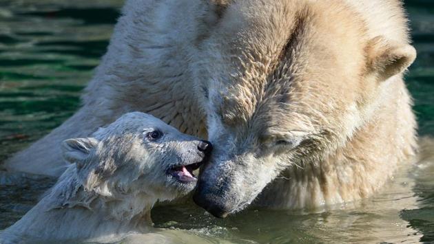 Nanuq, loves playing with her mother Sessi, in the water at the Mulhouse zoo. (Sebastien Bozon / AFP) Nanuq, loves playing with her mother Sessi, in the water at the Mulhouse zoo. (Sebastien Bozon / AFP)