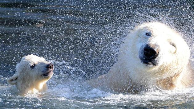 Nanuq, a polar bear cub born on November 7 at the Mulhouse zoo in France, was presented for the first time to the public in her enclosure with her mother, Sessi. (Sebastien Bozon / AFP) Nanuq, a polar bear cub born on November 7 at the Mulhouse zoo in France, was presented for the first time to the public in her enclosure with her mother, Sessi. (Sebastien Bozon / AFP)