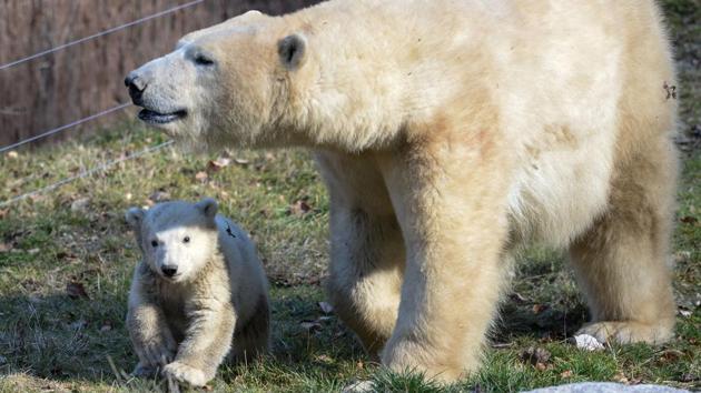 Nanuq, a polar bear cub, walking with her mother Sessi, at the Mulhouse zoo. (SEBASTIEN BOZON / AFP) Nanuq, a polar bear cub, walking with her mother Sessi, at the Mulhouse zoo. (SEBASTIEN BOZON / AFP)
