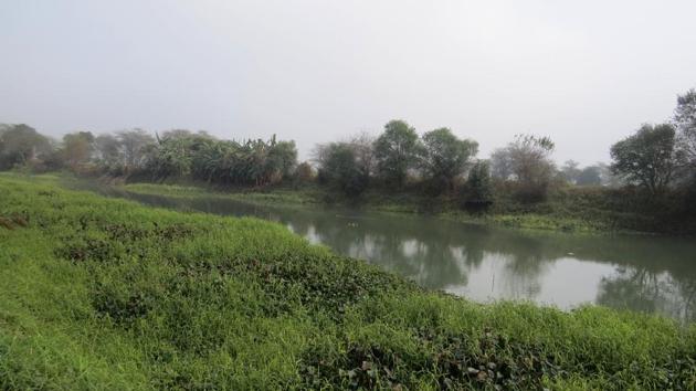 A view of Kanjli wetland Kanjli Wetland near Kapurthala.(HT Photo)