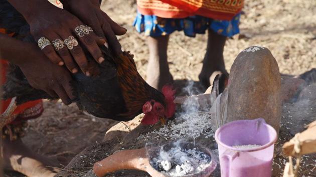 The tribe offer grains to birds before they are sacrificed during two day festival worship of their traditional god 'Dharani Penu'. (Arabinda Mohapatra) The tribe offer grains to birds before they are sacrificed during two day festival worship of their traditional god 'Dharani Penu'. (Arabinda Mohapatra)