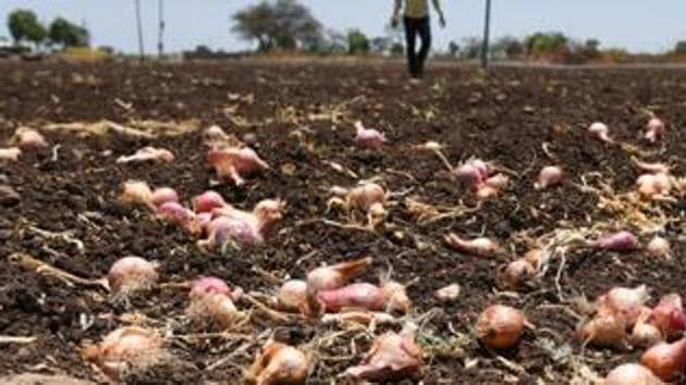 Besides soyabean, jowar, sunflower, wheat, onion, paddy are the crops which have been covered by the crop insurance.(HT FILE) Besides soyabean, jowar, sunflower, wheat, onion, paddy are the crops which have been covered by the crop insurance.(HT FILE)