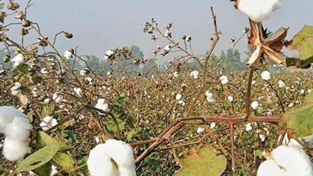 The cotton sowing area in the Malwa belt was reduced to 2.48 lakh hectares in 2016-17 from the 4.50 lakh hectare in 2015-16. (HT File Photo) The cotton sowing area in the Malwa belt was reduced to 2.48 lakh hectares in 2016-17 from the 4.50 lakh hectare in 2015-16. (HT File Photo)