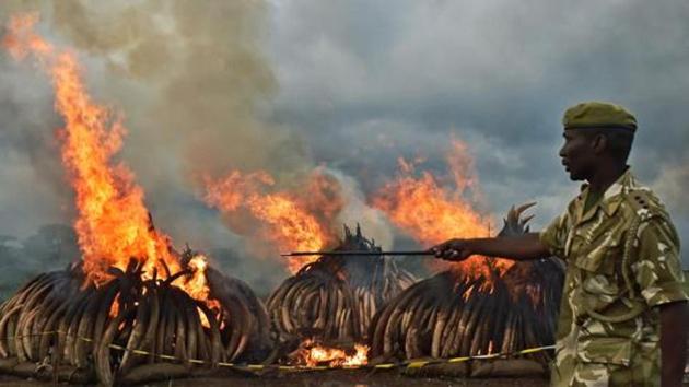 A photo taken on April 30, 2016 shows Kenya Wildlife Services (KWS) rangers standing guard around illegal stockpiles of burning elephant tusks, ivory figurines and rhinoceros horns at the Nairobi National Park.(AFP File Photo)