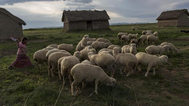 Maria Avila moves her flock of sheep in Coata, a small village on the shores of Lake Titicaca in the Puno region of Peru. Avila, the mother of a 4-year-old living in an adobe house, says she cannot bathe or drink the lake's water without getting severe diarrhoea or red spots on her skin. (AP) Maria Avila moves her flock of sheep in Coata, a small village on the shores of Lake Titicaca in the Puno region of Peru. Avila, the mother of a 4-year-old living in an adobe house, says she cannot bathe or drink the lake's water without getting severe diarrhoea or red spots on her skin. (AP)